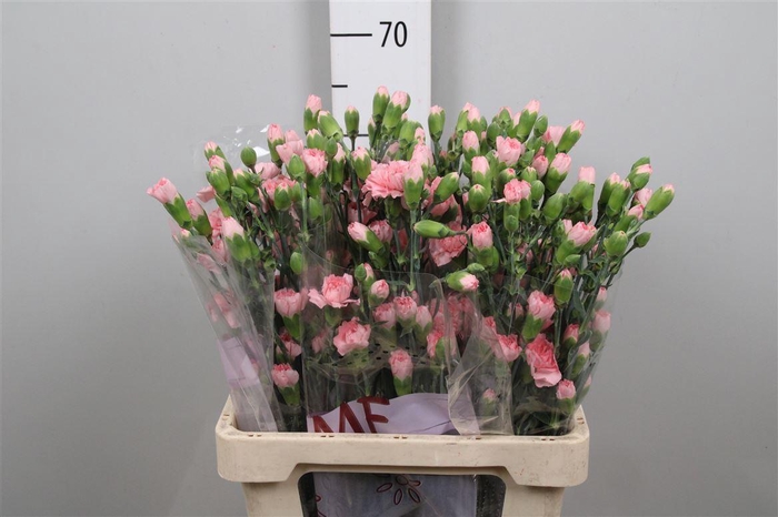 <h4>Di Tr Doobadoo</h4>