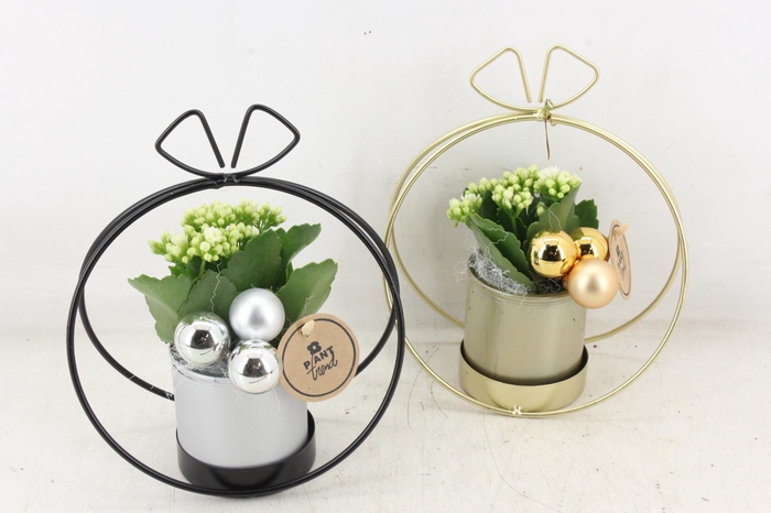 <h4>arr2 PL - Zink boog met strik mix x6</h4>