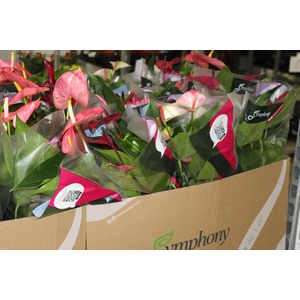 ANTHURIUM VARIADO P15