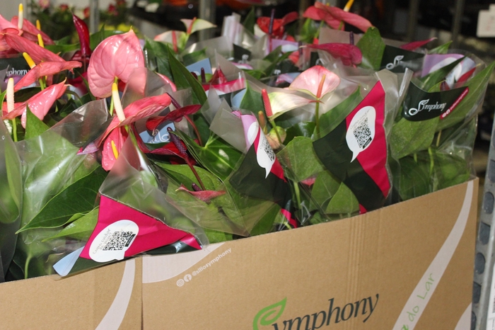 <h4>ANTHURIUM VARIADO P15</h4>