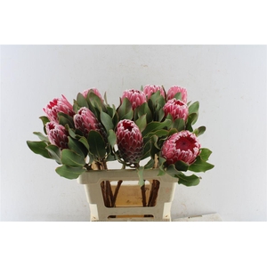 Protea Empress