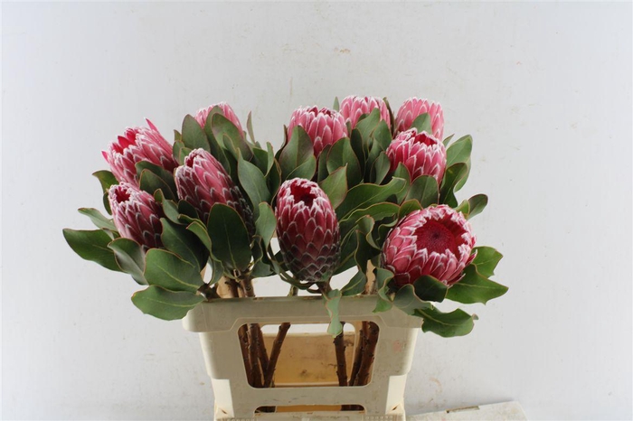 <h4>Protea Empress</h4>
