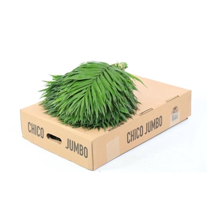 Chico Jumbo Box (air)