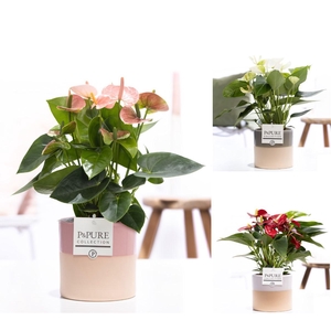 Anthurium mix in P&PURE Tess cer. ass. 3