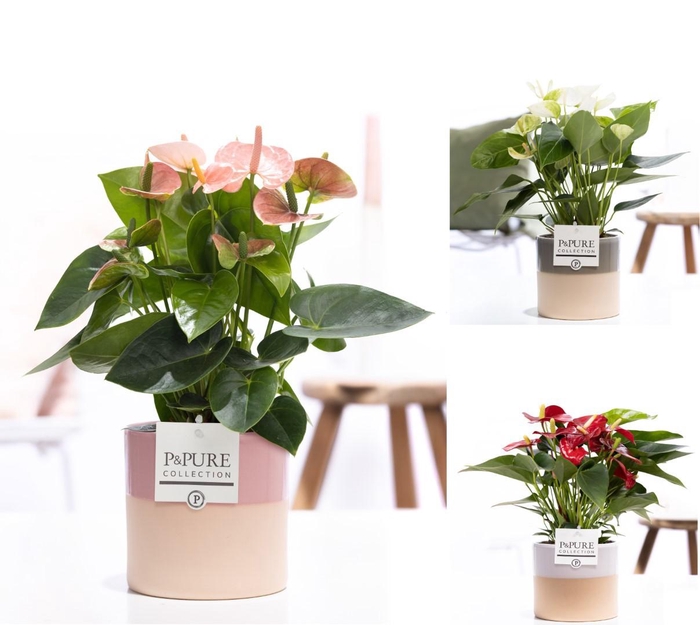 <h4>Anthurium mix in P&PURE Tess cer. ass. 3</h4>