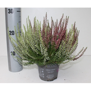Calluna Garden Girls Twin Girls