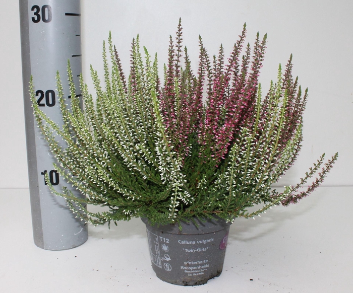 <h4>Calluna Garden Girls Twin Girls</h4>