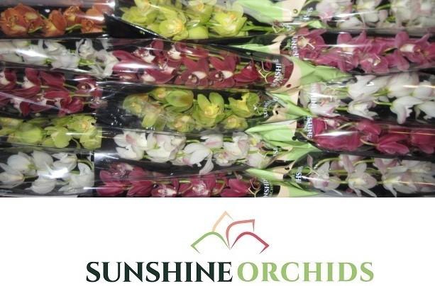 <h4>CYMB MI GEM</h4>