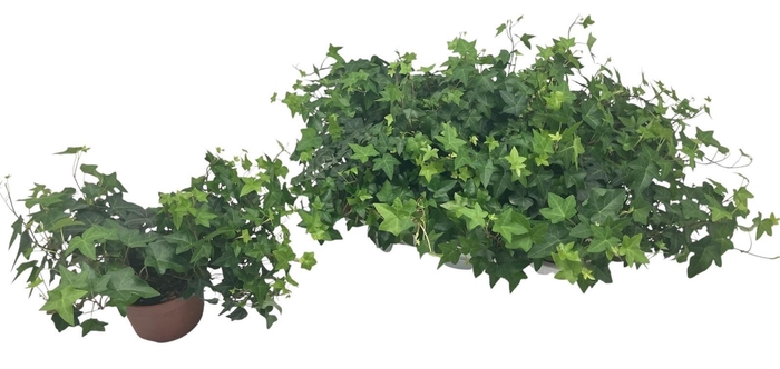 <h4>HED HE PITTSBURGH</h4>