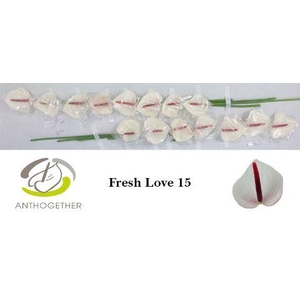 Anthurium Fresh Love