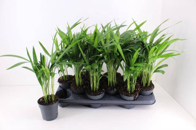 <h4>DYPSIS LUTESCENS</h4>