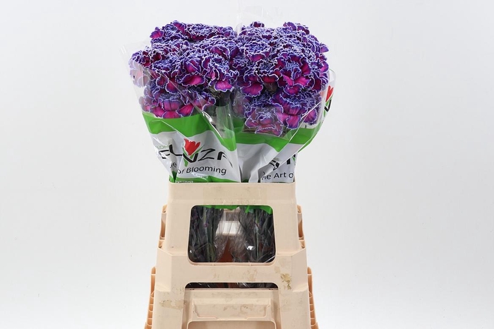 <h4>Di St Tinted Expression</h4>