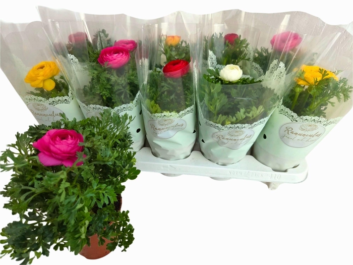 <h4>RANUN SPRINK GEM</h4>