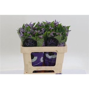 Clematis Star River Lilac