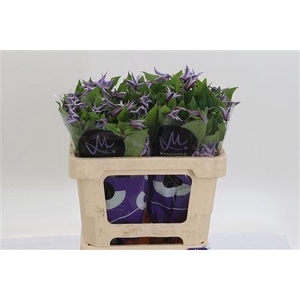 Clematis Star River Lilac