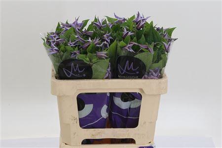 <h4>Clematis Star River Lilac</h4>