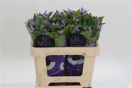 <h4>Clematis Star River Lilac</h4>