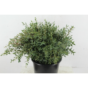 EUC PARVIFOLIA 150GR SHORT