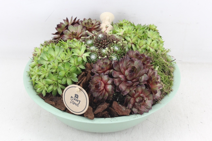 <h4>arr4 Semp PL - Zink schaal groen L los</h4>