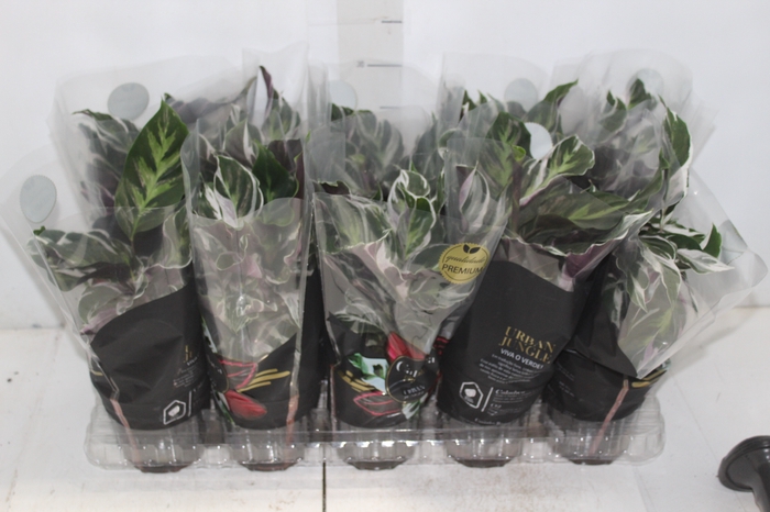 <h4>CALATHEA WHITE FUSION P12</h4>