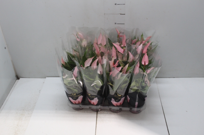 <h4>ANTHURIUM LILLI P09 PREMIUM</h4>