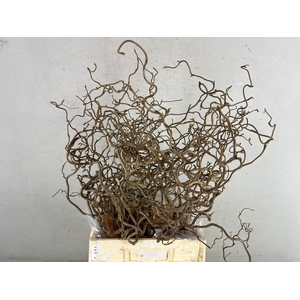 Corylus (2-Jarig)
