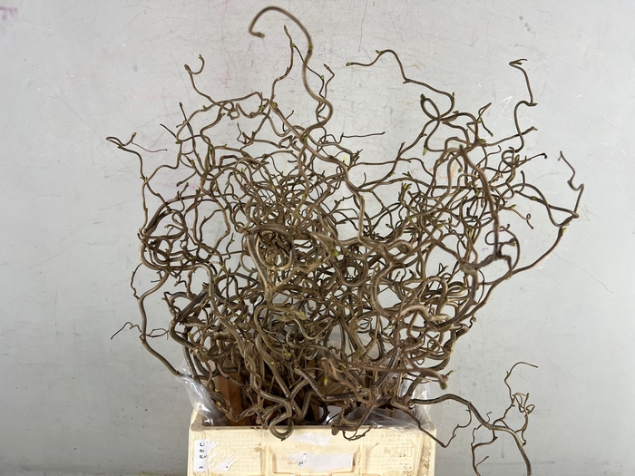<h4>Corylus (2-Jarig)</h4>