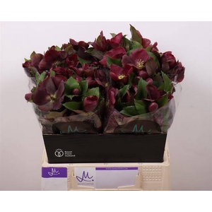 Helleborus Mammoth Red Marginpar