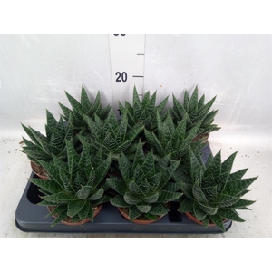 Gasteria