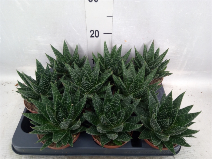 Gasteria