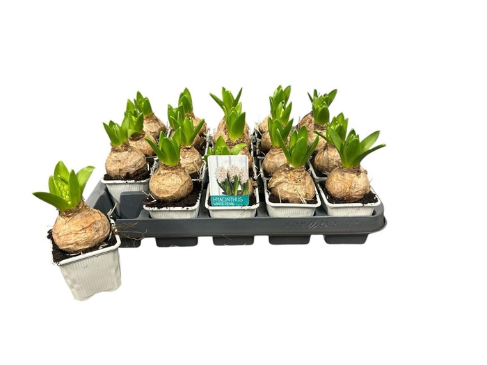 arr8 Hyacin White Pearl