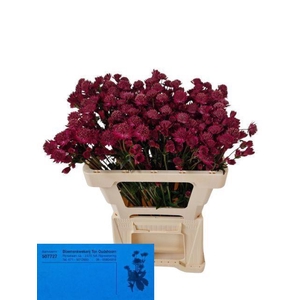 ASTR RED JOYCE