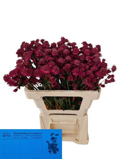 <h4>ASTR RED JOYCE</h4>