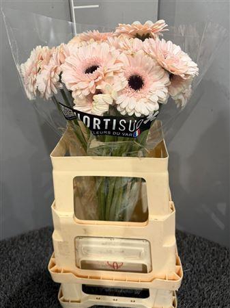 <h4>Ge Mi Kokomo</h4>