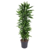 Dracaena Cintho