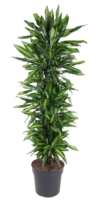 Dracaena Cintho