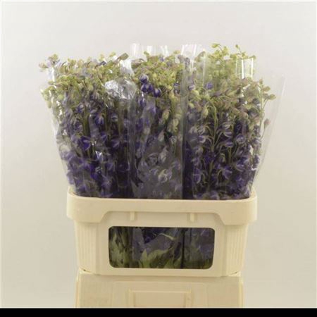 <h4>Delph En Deldonna Purple</h4>
