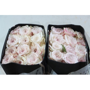 R Gr Exotix Scent