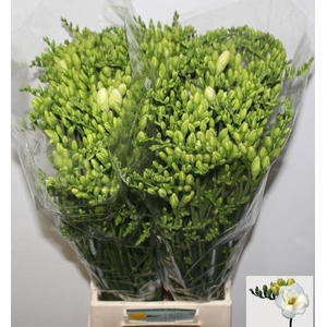 Freesia du Versailles