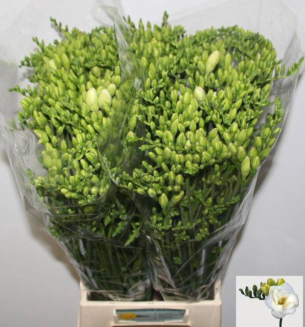 <h4>Freesia du Versailles</h4>