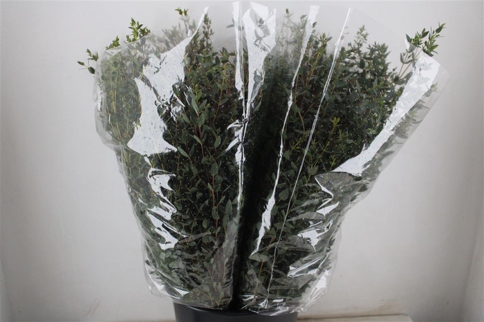 <h4>Euca Parvifolia 200gr P Bunch</h4>