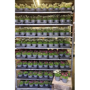 arr8 Saxif Arendsii 2 Klr Mixkar