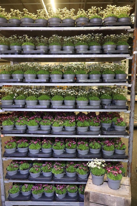 <h4>arr8 Saxif Arendsii 2 Klr Mixkar</h4>