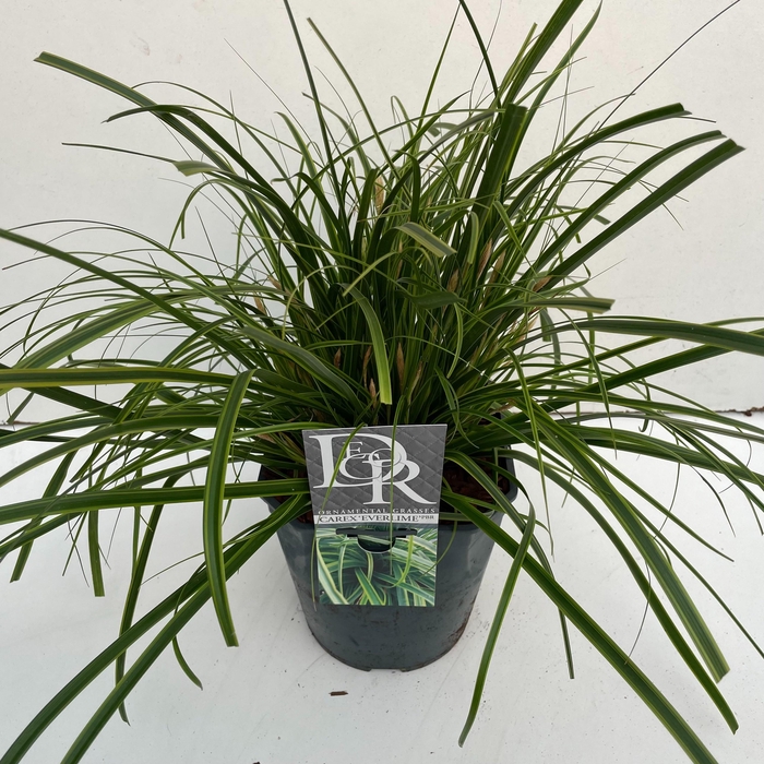 <h4>Graminées Carex 'Everlime'</h4>