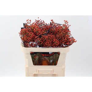 Rosa Aut Rosefruits