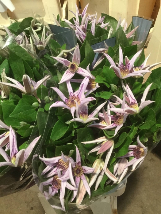 CLEMATIS AMAZING MIAMI