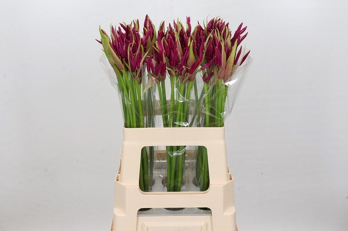 <h4>Nerine Mister Nick</h4>