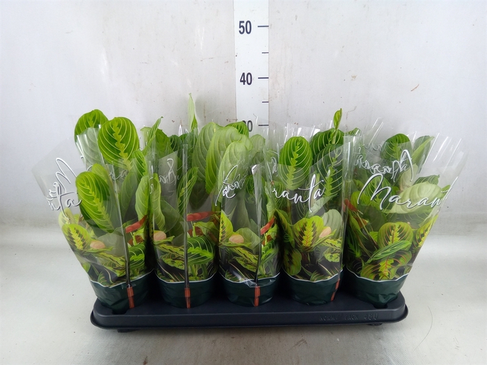 <h4>Maranta leuc. 'Lemon'</h4>