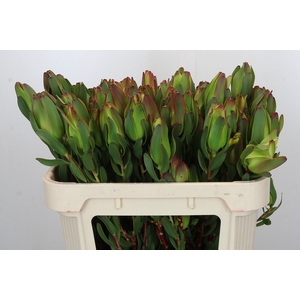 Leucadendron Laurel Yellow Spray
