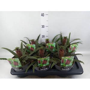 Eucomis   ...mix